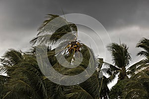 Beginning of tornado or hurricane winding and blowing coconut palms tree with dark storm clouds. Rainy season in the tropical