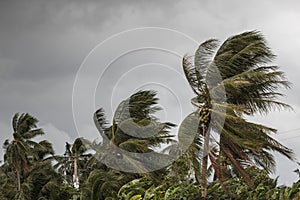 Beginning of tornado or hurricane winding and blowing coconut palms tree with dark storm clouds. Rainy season in the tropical