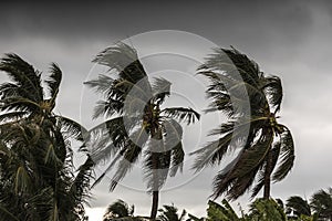 Beginning of tornado or hurricane winding and blowing coconut palms tree with dark storm clouds. Rainy season in the tropical