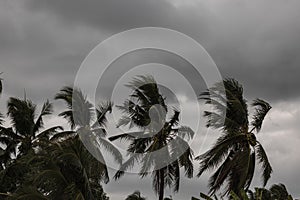 Beginning of tornado or hurricane winding and blowing coconut palms tree with dark storm clouds. Rainy season in the tropical