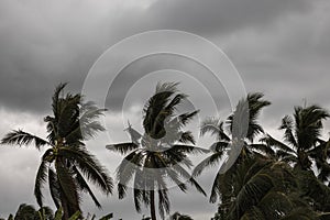 Beginning of tornado or hurricane winding and blowing coconut palms tree with dark storm clouds. Rainy season in the tropical