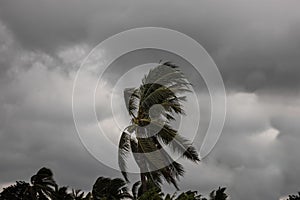 Beginning of tornado or hurricane winding and blowing coconut palms tree with dark storm clouds. Rainy season in the tropical