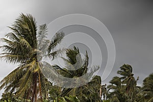 Beginning of tornado or hurricane winding and blowing coconut palms tree with dark storm clouds. Rainy season in the tropical