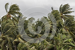 Beginning of tornado or hurricane winding and blowing coconut palms tree with dark storm clouds. Rainy season in the tropical