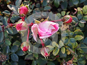 The beginning of withering, The last roses. park pink roses after the onset of frost. northern europe. Rose bush with pink roses