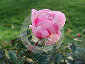 The beginning of withering, The last roses. park pink roses after the onset of frost. northern europe. Rose bush with pink roses