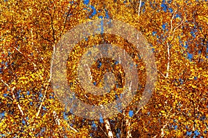 beginning of yellowing leaves in autumn park,