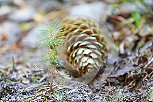 Beginning of young spruce tree life