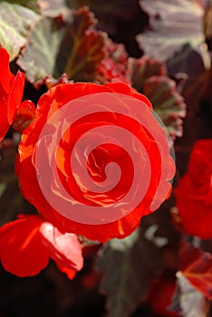 Begonia photo