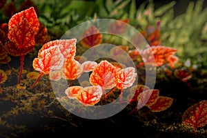 Begonia arenosaxa ined. (Begoniaceae)Rain forest plants