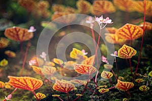 Begonia arenosaxa ined. (Begoniaceae)Rain forest plants photo