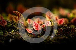 Begonia arenosaxa ined. (Begoniaceae)Rain forest plants