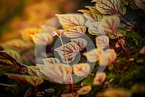 Begonia arenosaxa ined. (Begoniaceae)Rain forest plants photo