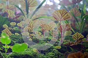 Begonia arenosaxa ined. (Begoniaceae)Rain forest plants