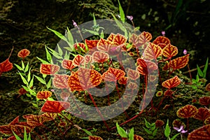 Begonia arenosaxa ined. (Begoniaceae)Rain forest plants photo
