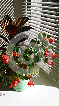 Begonia beautful red flowers