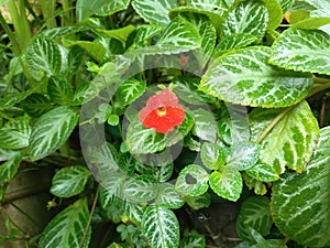 Begonia beautiful flower after rain