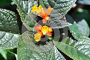 Begonia or Begonia big or Begonia maculata ,big Begonia