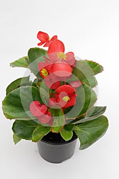 Begonia. Begonia flower with green leaves in pot on white background for sale, decoration or gift. Floral pattern. Begon