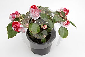 Begonia. Begonia flower with green leaves in pot on white background for sale, decoration or gift. Floral pattern. Begon