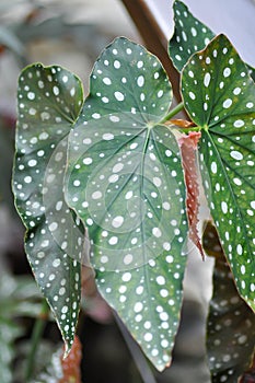 Begonia or Begonia maculata ,Begonia Maculata Wightii