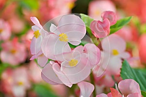 Begonia ,Begonia x semperflorens-cultorum