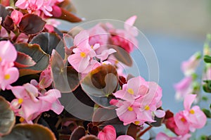 Begonia ,Begonia x semperflorens-cultorum