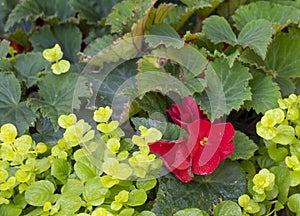 Begonia blooming in a backyard garden