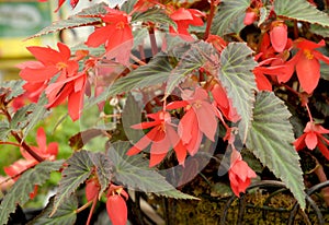 Begonia boliviensis