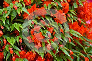 Begonia boliviensis truffle peach flower background