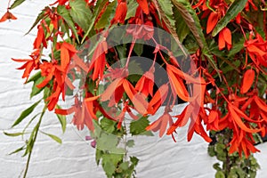 Begonia Bonfire flowering in a garden in Berrynarbor