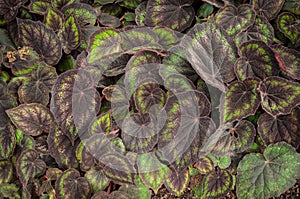 Begonia Bowerae photo