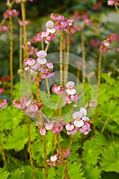 Begonia bowerae (boweri) photo