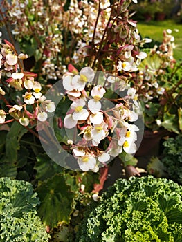 begonia bowerae flowers photo