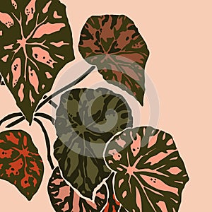 Begonia bowerae leaves in a minimalist trendy style. Silhouette of a plant in a contemporary abstract style. Vector photo