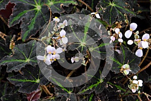 Begonia bowerae photo