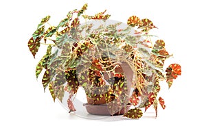 Begonia bowerae plant in flower pot photo