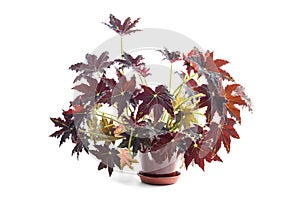 Begonia bowerae plant in flower pot photo