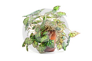 Begonia bowerae plant in flower pot photo