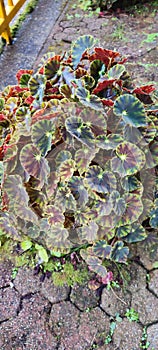 Begonia bowerae zies plant in the garden photo