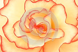 Begonia Brilliance photo