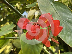 Begonia `Comte de Miribel` / Begonia albopicta x Begonia corallina, Carriere - hybride / Begonie x `Comte de Miribel`