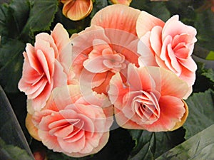 Begonia of coral color photo