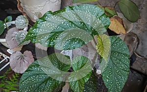 Begonia Corallina de Lucerna is a tropical plant with small white dots on the leaves