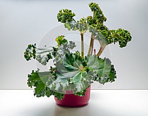 Begonia Crispa is a genus of perennial flowering plants