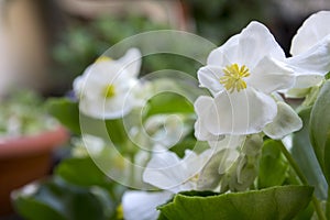 Begonia cucullata alba in bloom