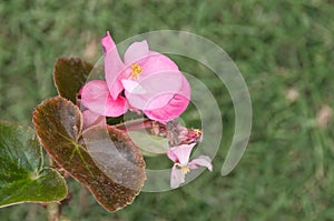 Pink Begonia dichotoma jacquin photo