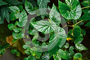`Begonia Domingensis` exotic plant with shiny crinkled leaves photo