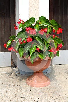 Begonia Dragon wing red plant with cascades of dangling clusters of scarlet red flowers surrounded with lush dark green leaves