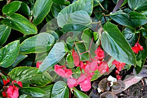 Begonia `Dragon Wing Red`, Red Cane Begonia photo